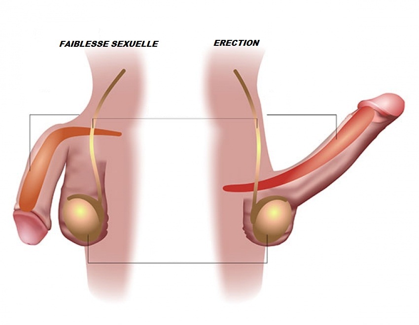 Traitement naturel de la faiblesse sexuelle